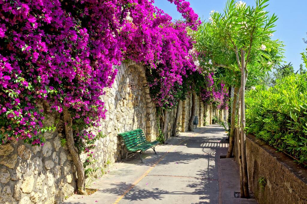 Vibrant purple flowers lining a walkway with bench on the beautiful island of Capri, Italy