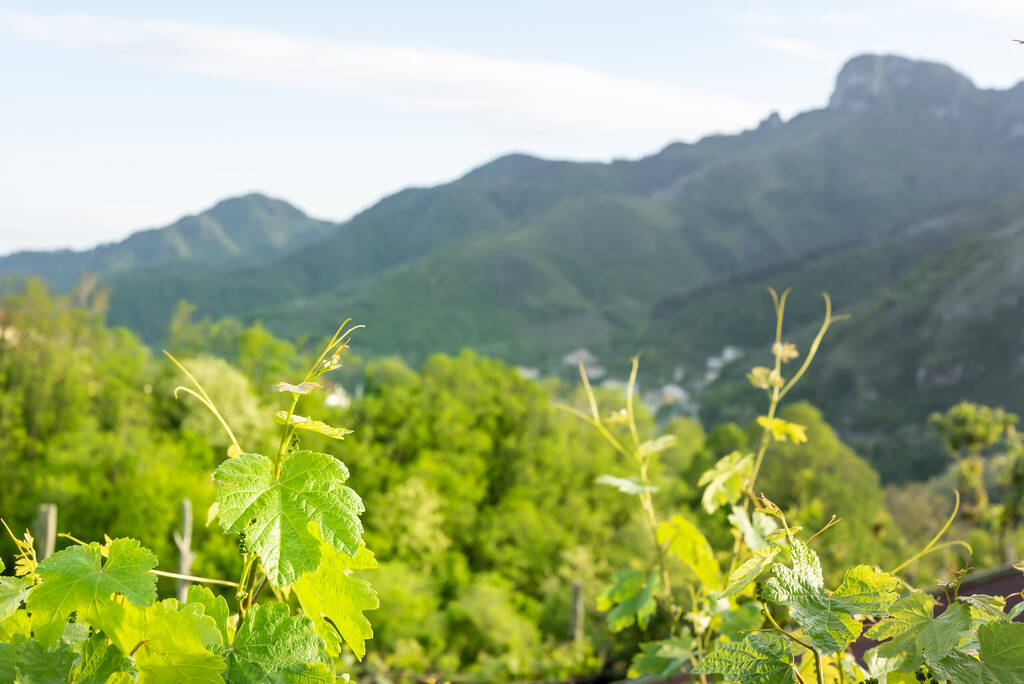 wine grape plants, vineyard in Italy, Tramonti, Campania 